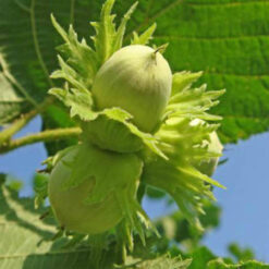 Саженец фундука Барселона