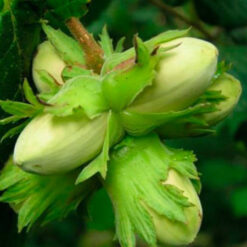 Саженец фундука Галисе