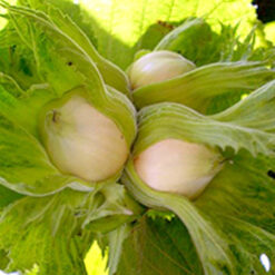 Бомба из саженца фундука