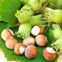 Саженец фундука Трапезунд