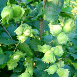 Саженец фундука Шедевр