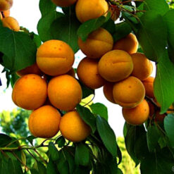 Саженец абрикоса « Gold Rich"