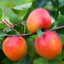 Саженец абрикоса « Волшебный кот "