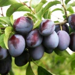 Рассада сливы "Венгрия""