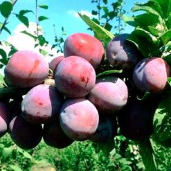 Саджанець сливи "Кабардінка"