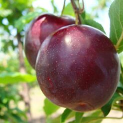 Саженец сливы диплоидной « Прайм Тайм"