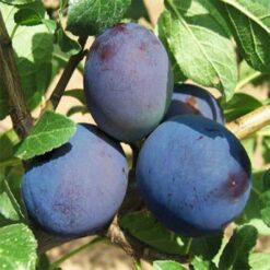 Рассада сливы «Топ Хит»"