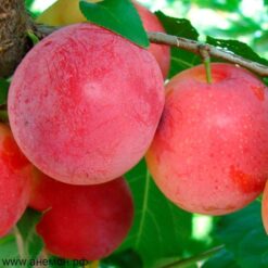 Рассада сливы - Алыча « Кубанская комета "