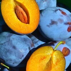 Рассада сливы « Чечатка ранняя "