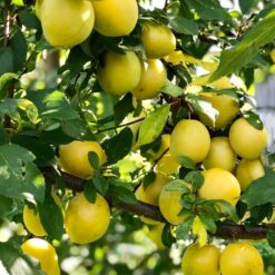 Рассада сливы- Алыча « Гек"