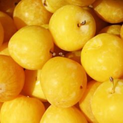 Саженец сливы « Желтая капля "