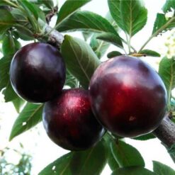 Рассада сливы- Алыча « Глобус "