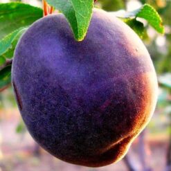 Черный абрикос" Черный принц"