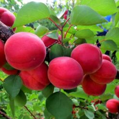 Саджанець абрикоса « Пріція"