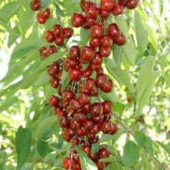 Саженец колоновидной вишни « Sylvia"