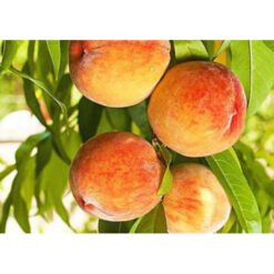 Персиковый посол мира