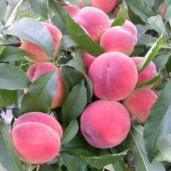 Персиковый насыщенный май