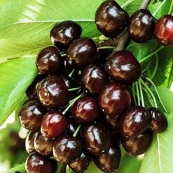 Саженец вишни « Cordia"