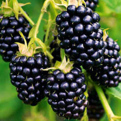 Саженец ежевики Честер