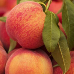 Персиковый флеминг Фьюри 19007