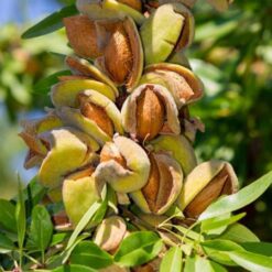 Саджанець мигдаля їстівного « Десертний"