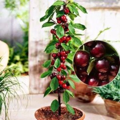 Саженец колоновидной вишни « Queen Mary"