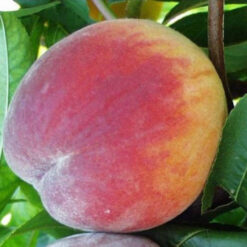 Персиковый золотой юбилей