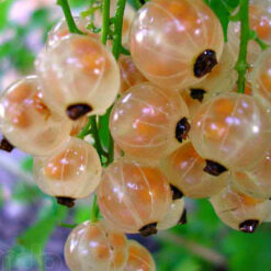 Саженец смородины « Белая фея"