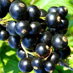 Саджанець смородини « Краса Львова"