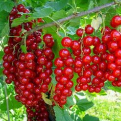 Порічка(смородина) Віка