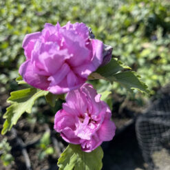 Hibiscuswolswolswolswolsky махровый