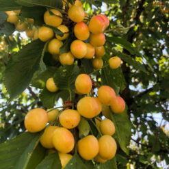 Саженец вишни « Мед белый " 2-x Годовой