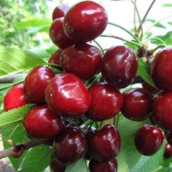 Саженец вишни « Лапины" 2-x Годовой