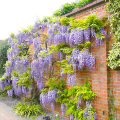 Рассада глицинии