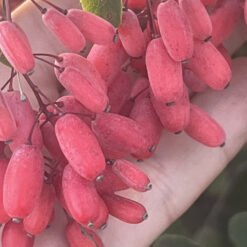 Саженец съедобного барбариса