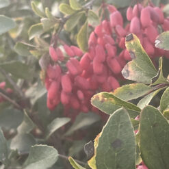 Саженец барбариса