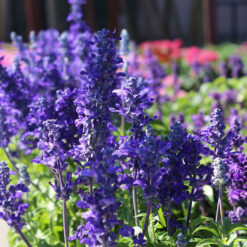 Шалфей Виктория Блю