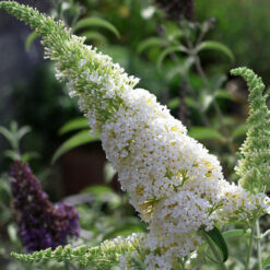 Буддлея давида