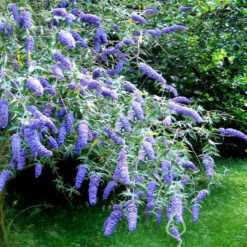 Буддлея давида Adonis Blue (Адонис Блю)