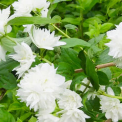 Махровый жасмин