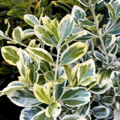 Бересклет японский Альбомаргинатус