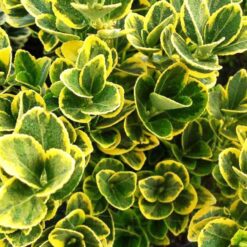 Бересклет японський Aureomarginatus (Ауреомаргінату)