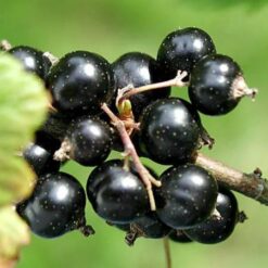 Саджанець смородини « Краса Львова"