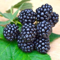 Ожина Апачі