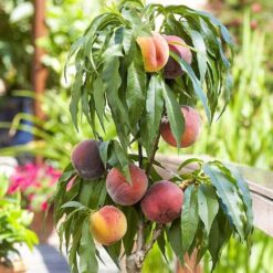 Персик колоновидний Штайнберг