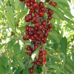 Вишня колоновидна Захоплення