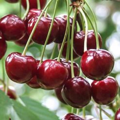 Вишня Ерді Бутермо