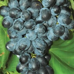 Виноград молдова