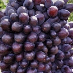 Кишмиш Юпітер