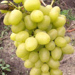 Виноград Аркадія